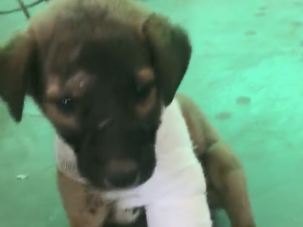 Poor Little puppy needs your help to survive