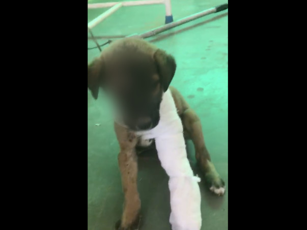 Poor Little puppy needs your help to survive
