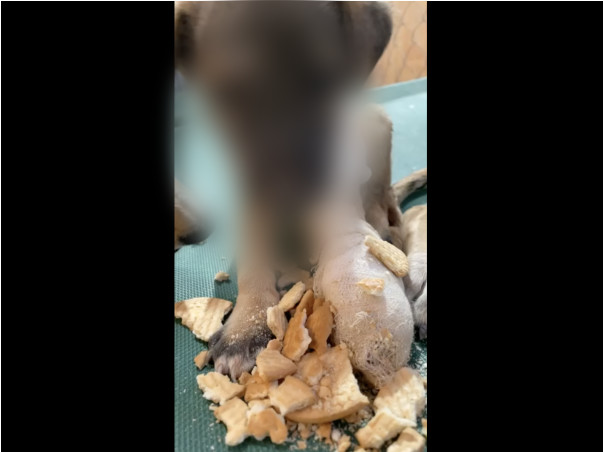 Poor Little puppy needs your help to survive