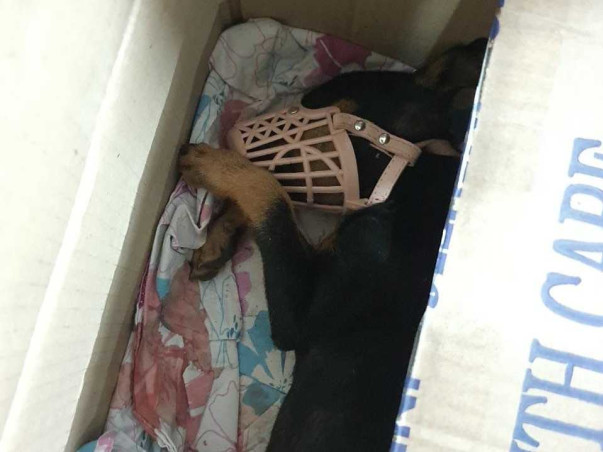 Help Silica live from his multiple bone fractures!