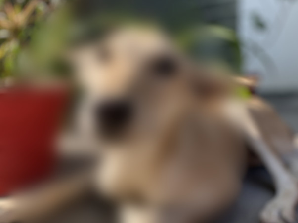 Help Chhoti live a life without pain!