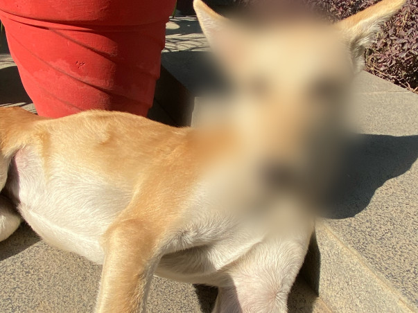 Help Chhoti live a life without pain!
