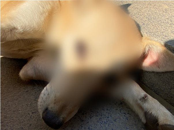 Help Chhoti live a life without pain!
