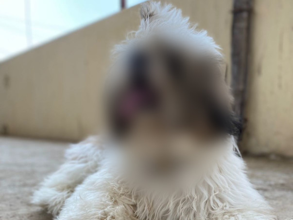 Help Leo To Fight Umbilical Hernia