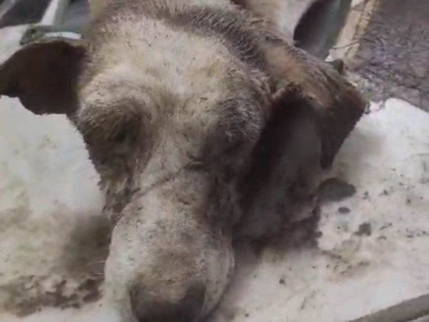 Urgent Help Needed for Whitey's Maggot wound treatment
