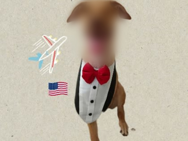 Help Jimmy Fly Home✈️🇺🇸🐾