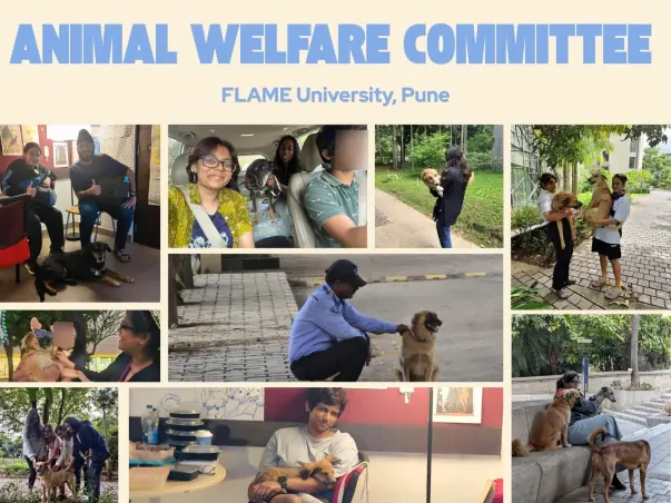 Animals at FLAME