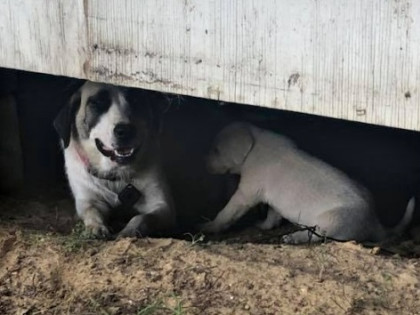 Help Rescue Abandoned Dogs In Delhi Ncr Milaap If you're matched with a dog, you'll be invited an appointment at the centre to meet them, and if all goes well, make plans to take them home. help rescue abandoned dogs in delhi ncr
