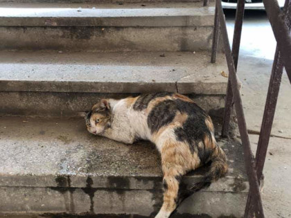 Cat fractured pelvis online not eating
