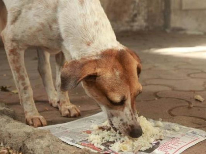 Help Me To Feed Stray Dogs - Ketto