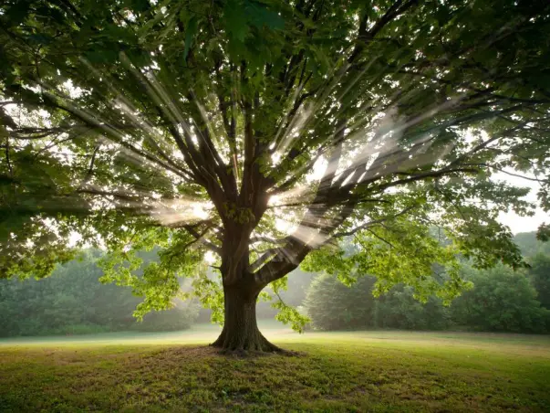 Fundraising to make a green mapping and planting trees