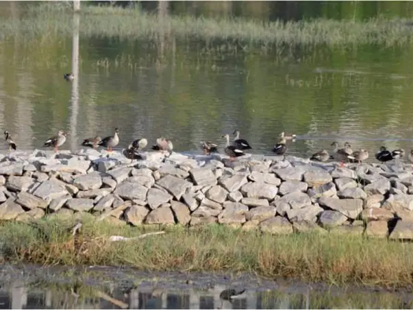Nandi Hillathon: Kaikondranahalli Lake Restoration, Sarjapur
