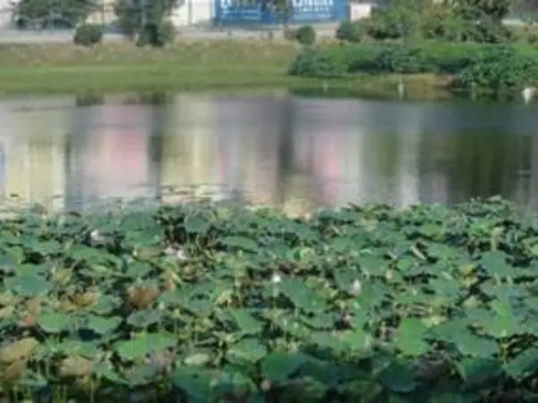 Nandi Hillathon: Lake Restoration, Uttarahalli