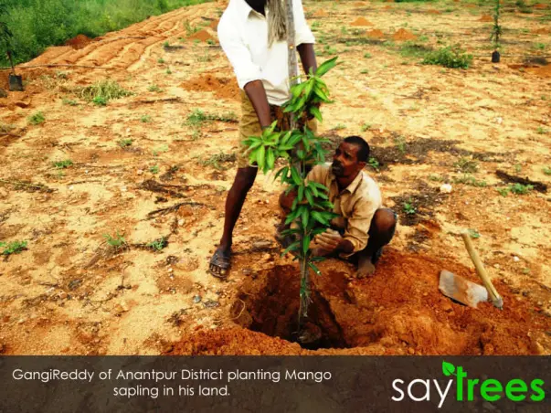 Supporting Farmers with sustainable Income through tree plantation