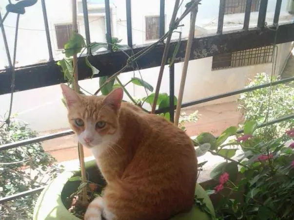Help Start Bangalore's First Cat-Only Shelter