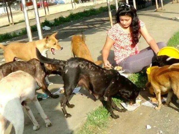 Help Us Treatment, Feeding And Care Of Stray Animals In Bhopal