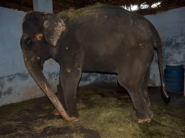 Help Rescued Elephant Lakshmi Reach Her Forever Home
