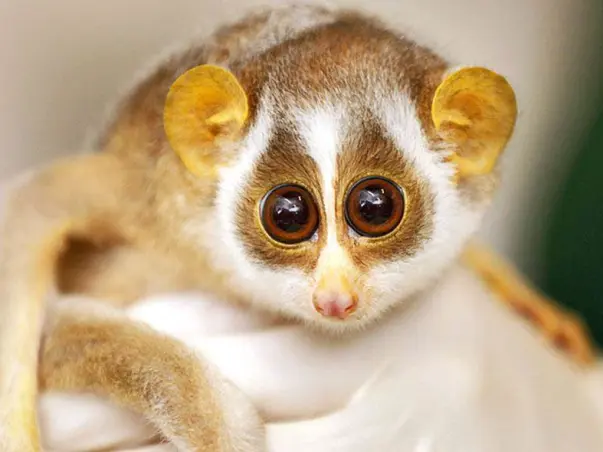 Help Conserve The Endangered Loris