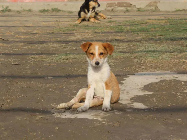 Help In Building A Physical Therapy Unit For Paralyzed Homeless Dogs