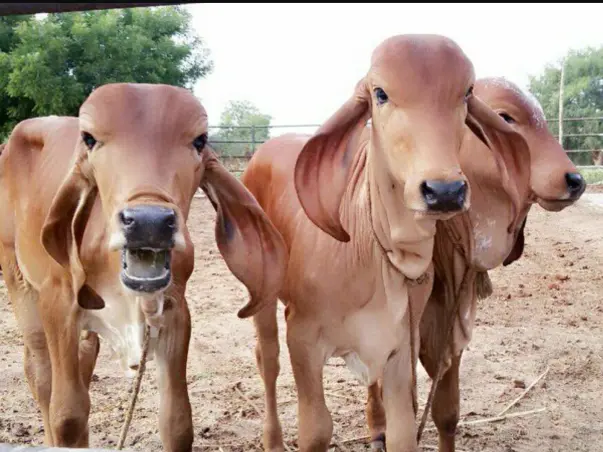 Gau Samvardhan