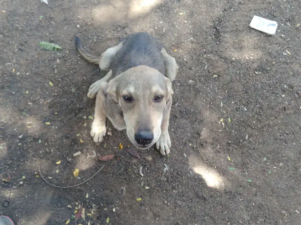 Help Josef Dinesh Protect Dogs In His Village and nearby localities
