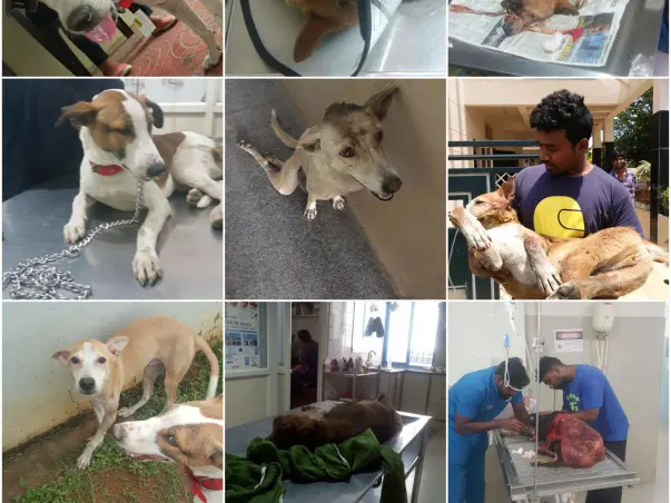 Help Voiceless Souls to beat the pain they are going through.