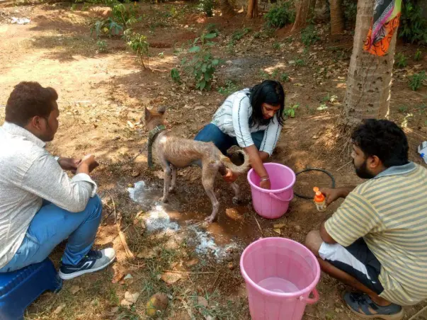 Help Us to Build a Permanent Shelter for the needy animals