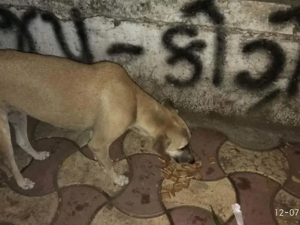 Join Us In Caring For Over 50 Strays In Ahmedabad
