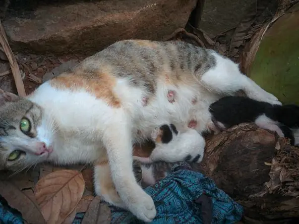 Kittens Lives Matter
