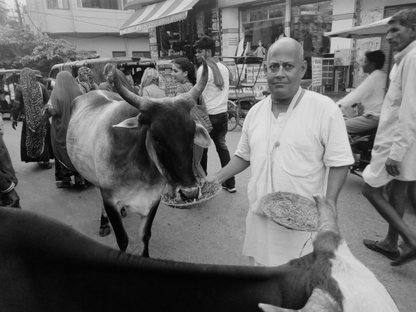 Animal Care in Vrindavan