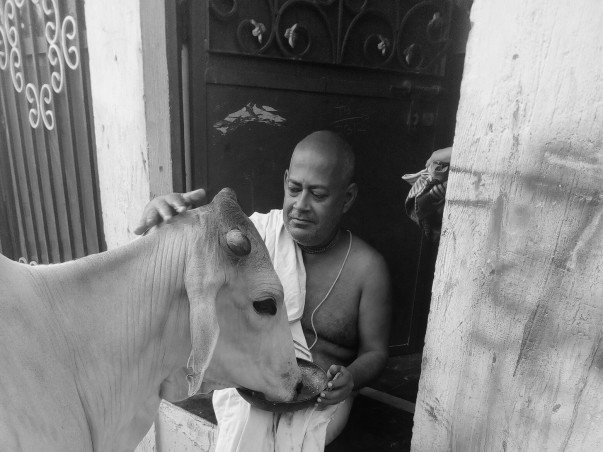 Animal Care in Vrindavan