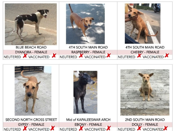 Grp of 7-aim to vaccinate & spay streeties in nagar and protect them