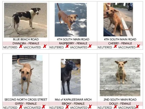 Grp of 7-aim to vaccinate & spay streeties in nagar and protect them