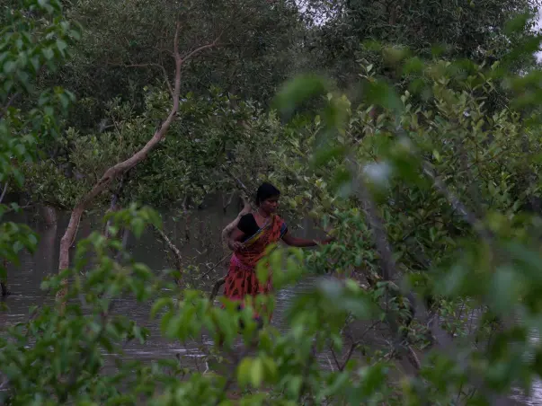 Tiger widows risk life for living, help set up their own business