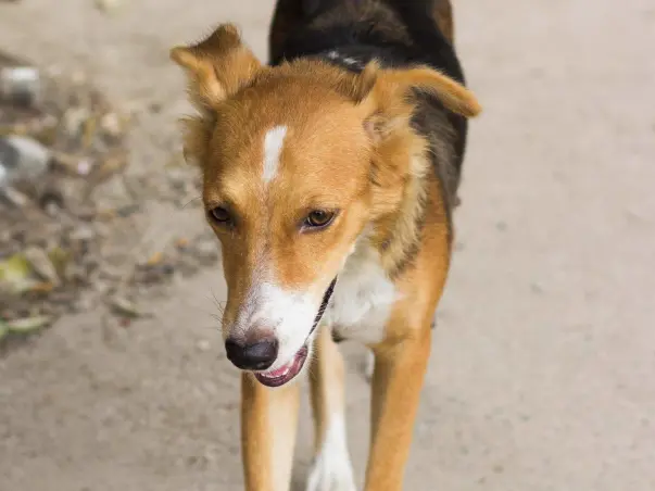 Send Bindi Safely To Chicago!