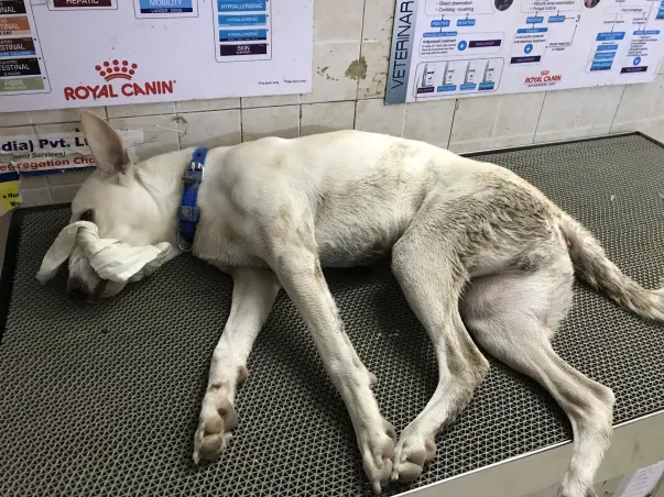 Whitey Needs Our Support For Surgery