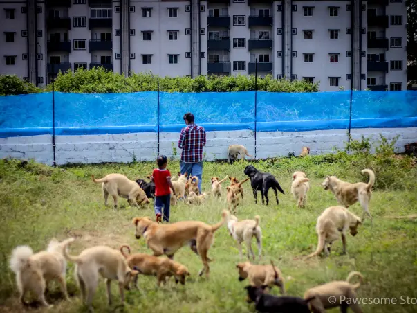 Help This Animal Lover Fulfill His Dream Of Rescuing Dogs