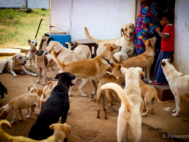 Help This Animal Lover Fulfill His Dream Of Rescuing Dogs