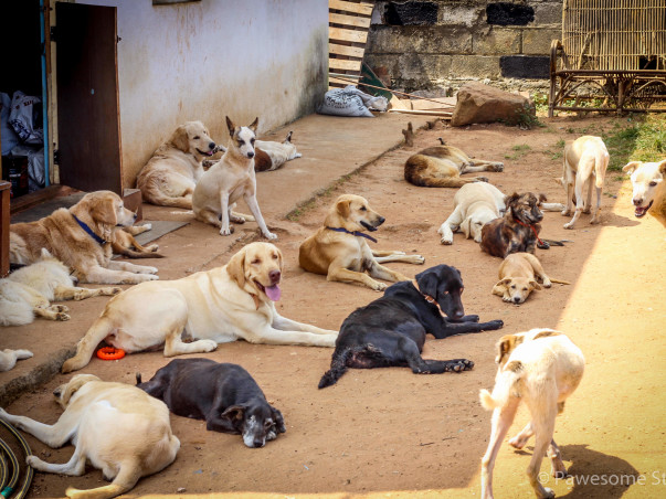 Help This Animal Lover Fulfill His Dream Of Rescuing Dogs