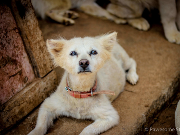 Help This Animal Lover Fulfill His Dream Of Rescuing Dogs