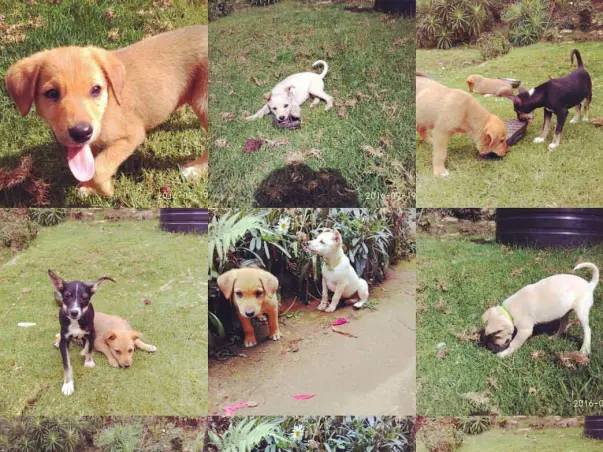 Help KSPCA 'S ABC/ ARV Program For Kodaikanal Dogs