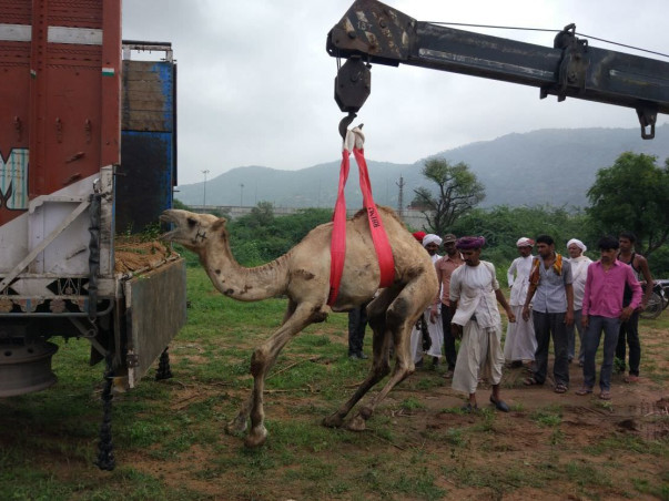 Help DhyanFoundation #HelpTheVoiceless