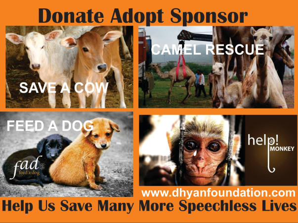 Help DhyanFoundation #HelpTheVoiceless