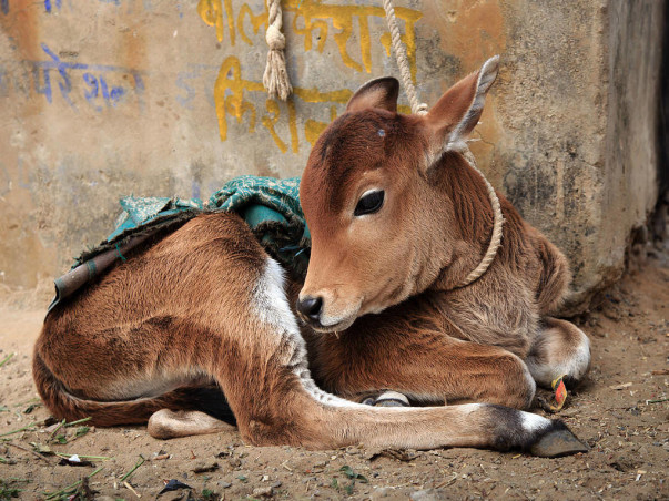 Help DhyanFoundation #HelpTheVoiceless