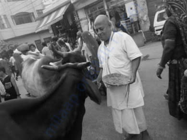 Animal Care in Vrindavan