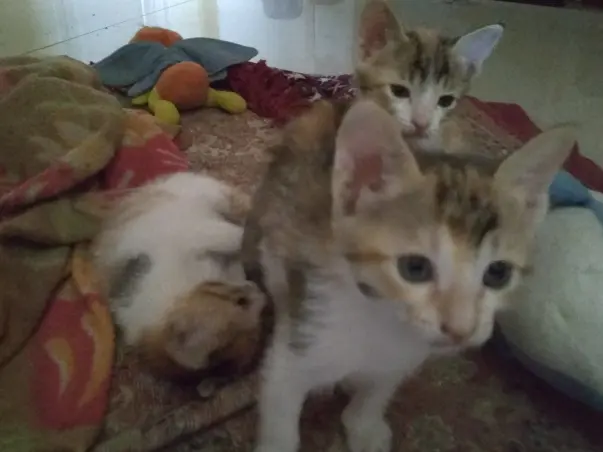 Help Raise Funds For Food/Vacinnes/Spaying Of Motherless Kittens