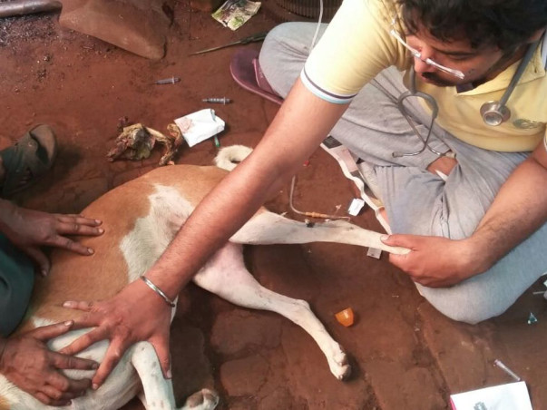 AASTHA  (ANIMAL SHELTER CUM HOSPITAL)