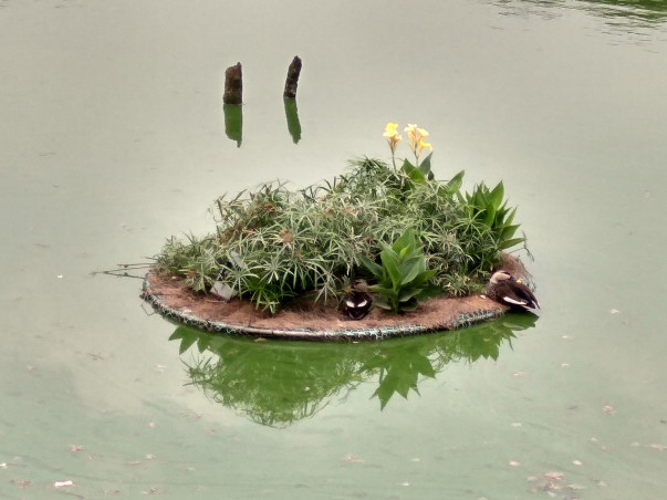 Adopt an Island - Bring Life to Hauz Khas Lake