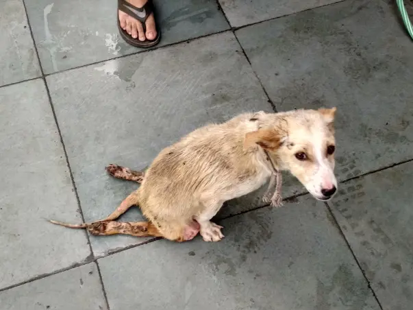 Help These Speechless To Walk Once Again