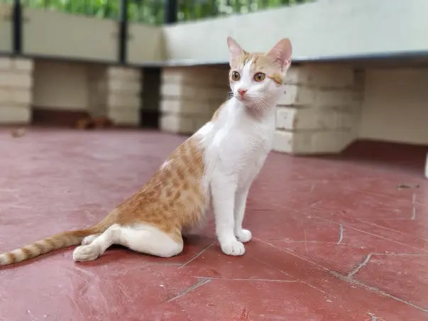 Help Feather Walk Again